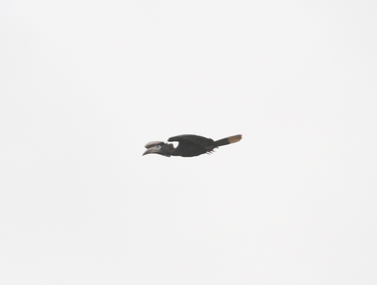 Black-casqued Hornbill - ML289964901