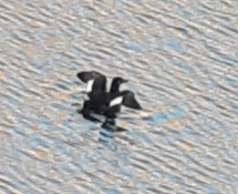 White-winged Scoter - Lauren Brock