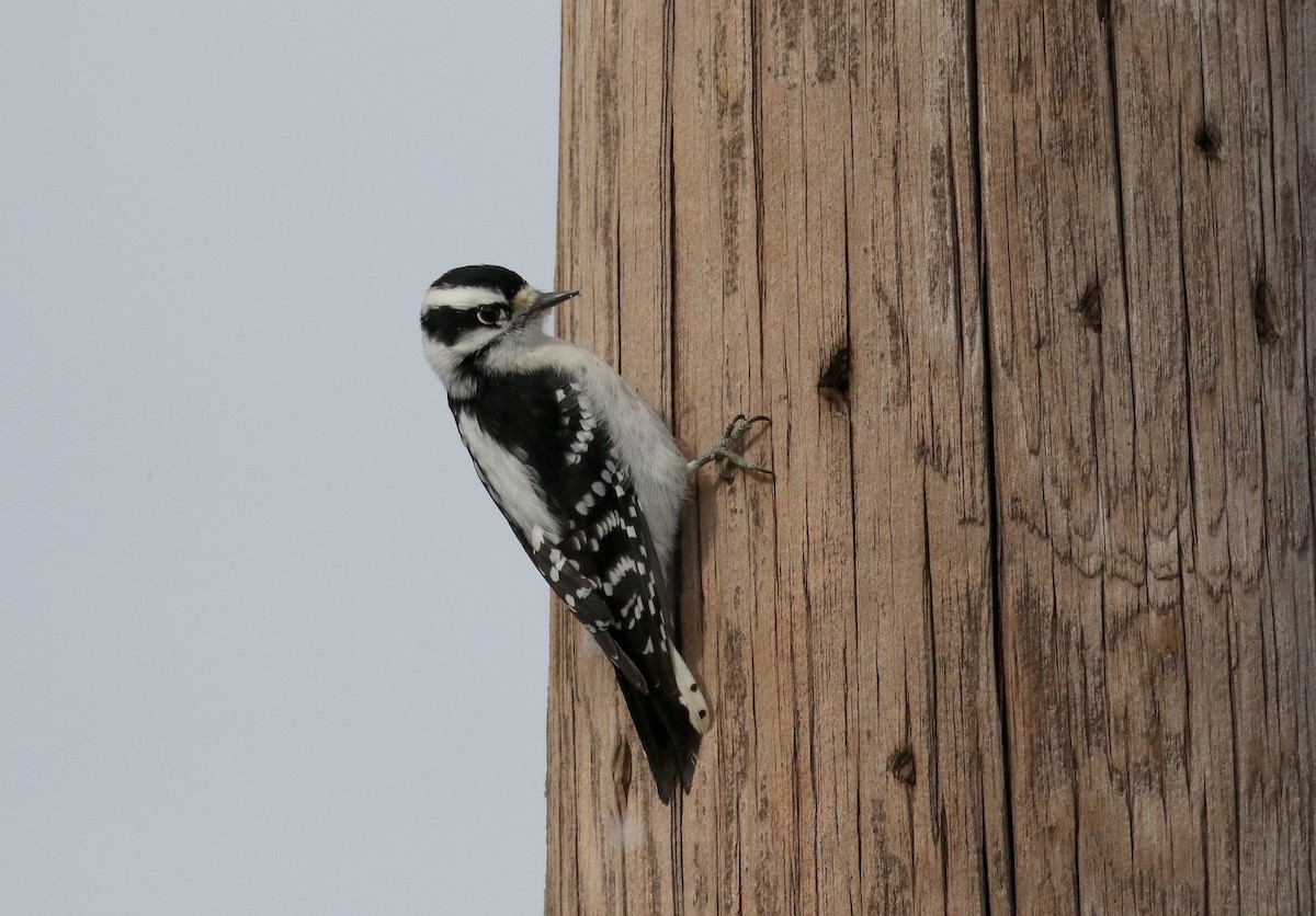 Downy Woodpecker (Eastern) - ML289972551