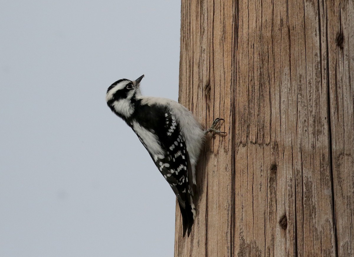 Downy Woodpecker (Eastern) - ML289972571