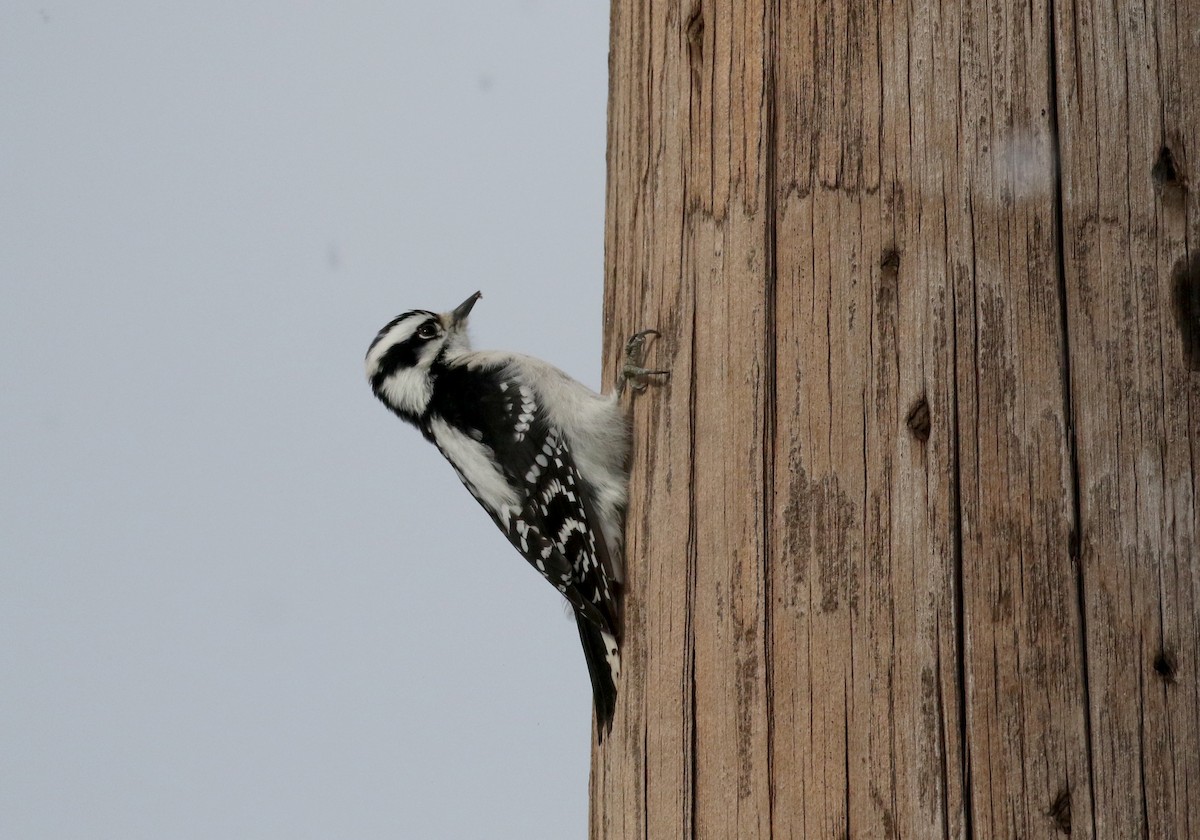 Downy Woodpecker (Eastern) - ML289972581