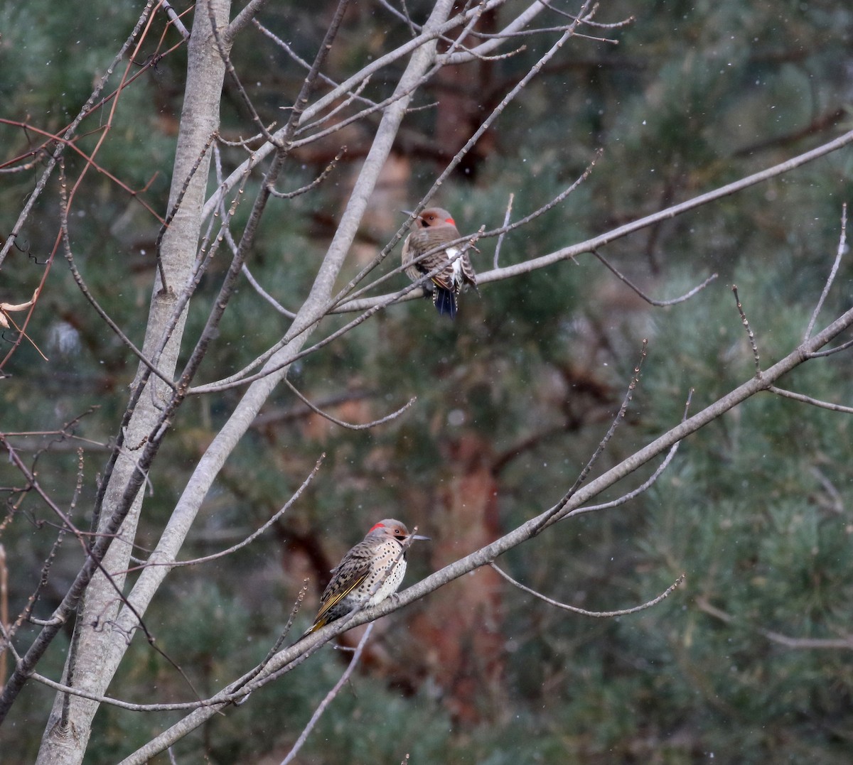 Northern Flicker (Yellow-shafted) - ML289972591