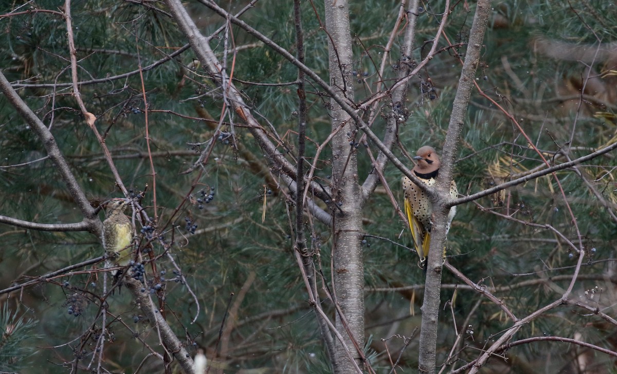 Northern Flicker (Yellow-shafted) - ML289973121