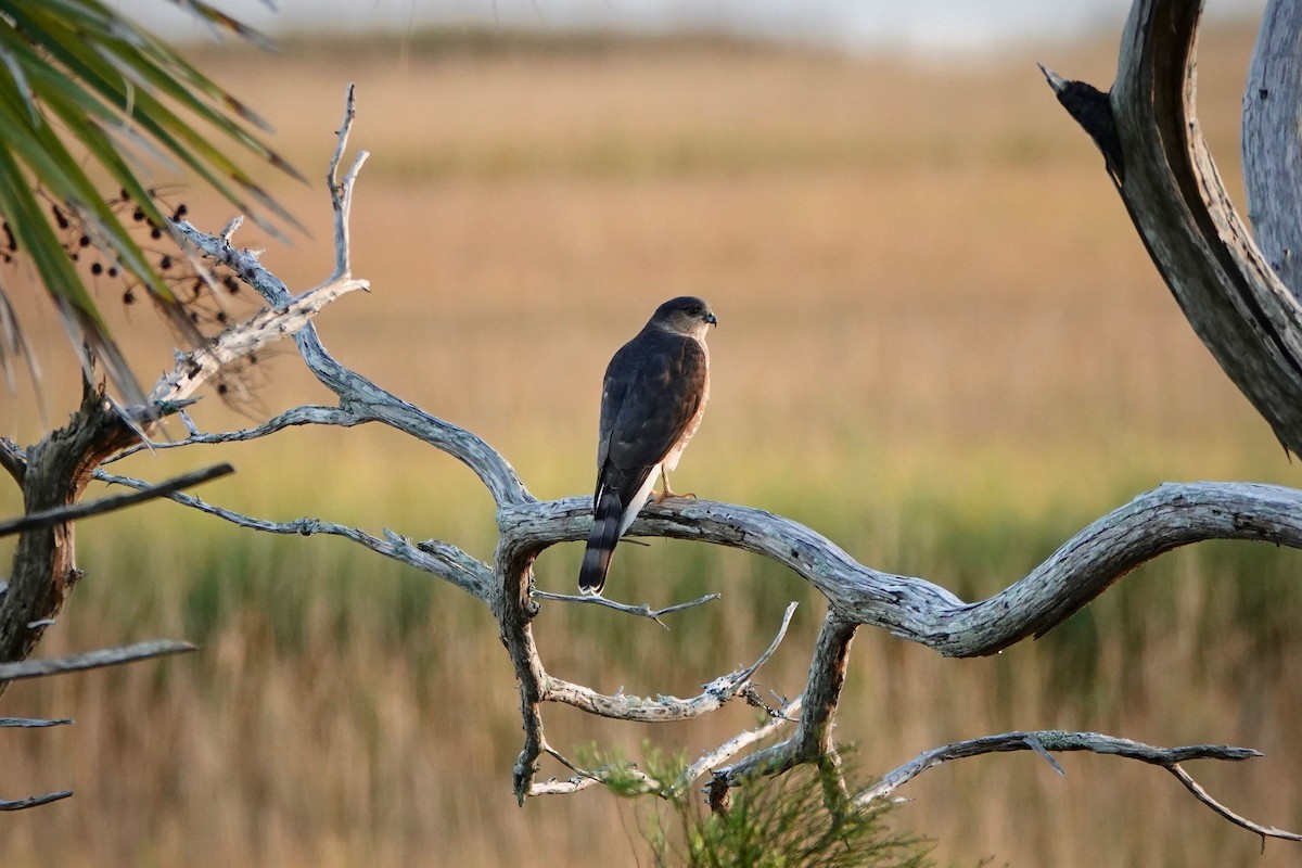 Sharp-shinned Hawk - ML289973351