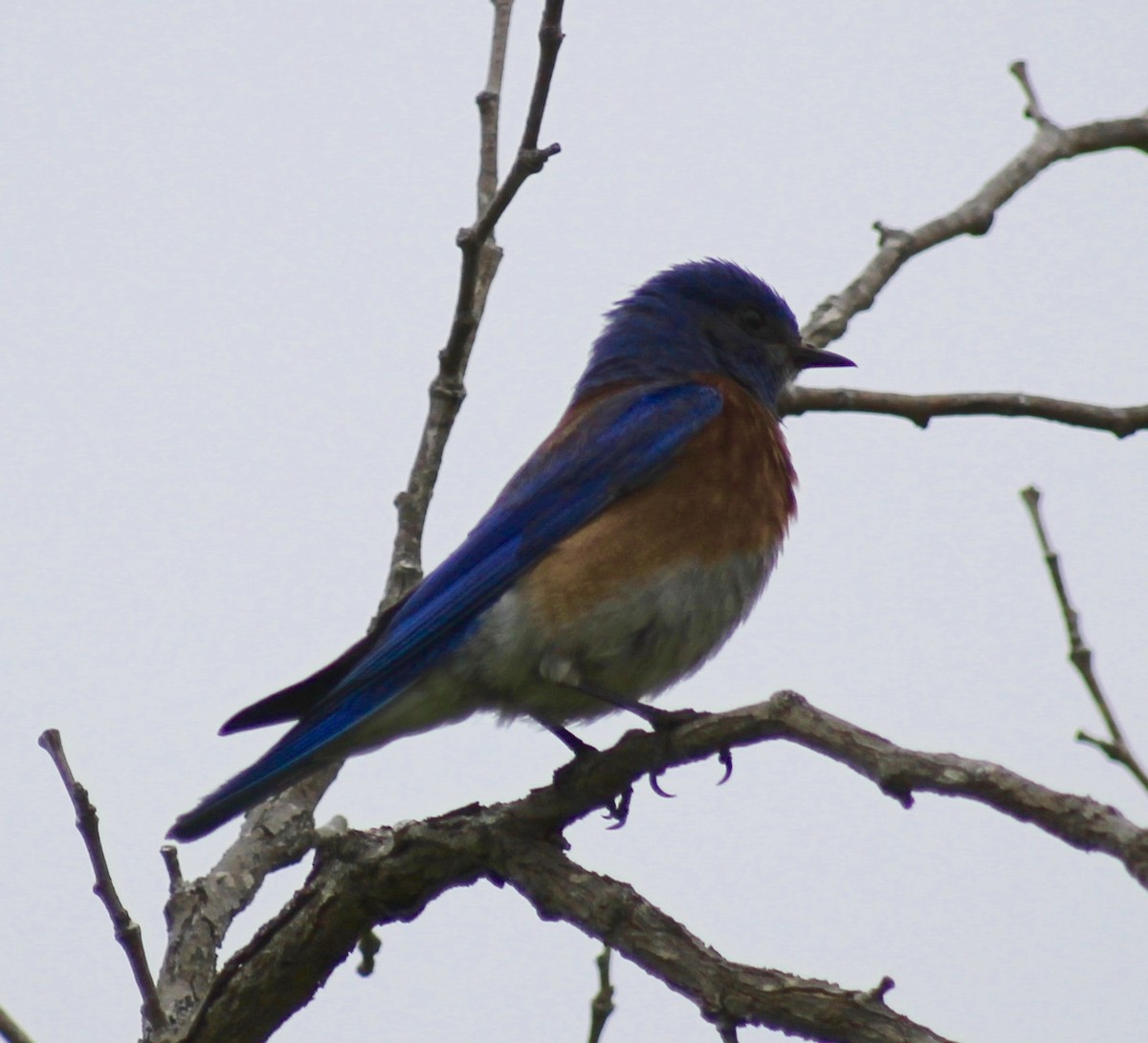 Western Bluebird - Tiffany Ohler