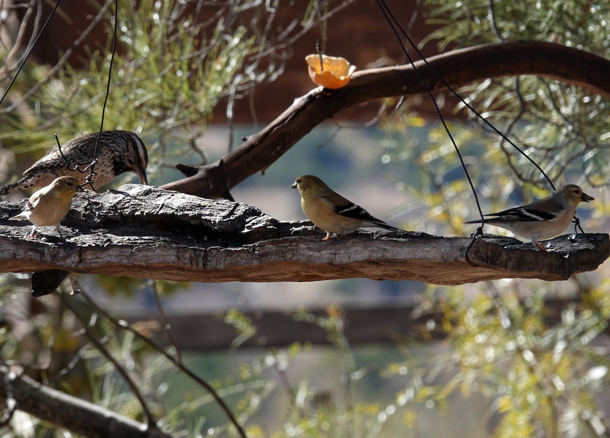 American Goldfinch - ML289975061