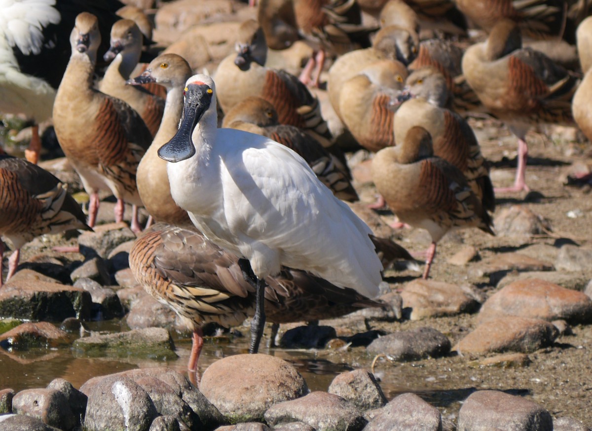 Royal Spoonbill - ML28997591