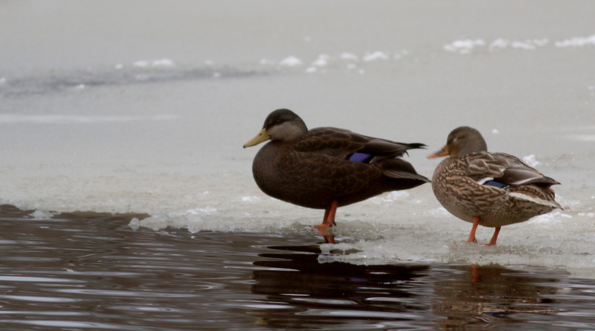 American Black Duck - ML289976491