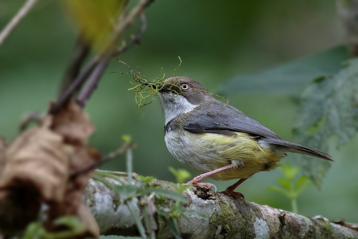 Bar-throated Apalis - Bradley Hacker 🦜