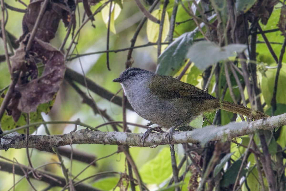 Bulbul à tête sombre (nigriceps/usambarae) - ML289977091