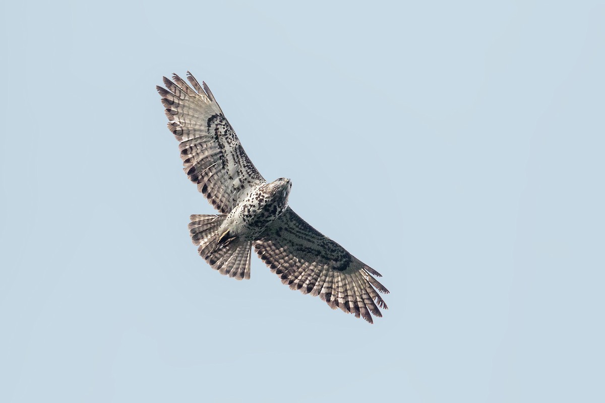 Mountain Buzzard - ML289977131