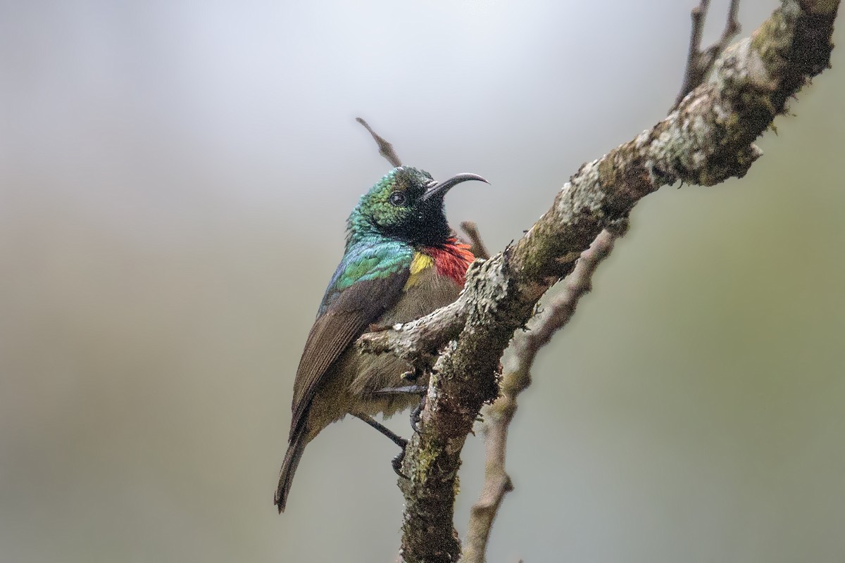 Usambara Double-collared Sunbird - ML289977251