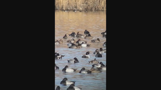 Lesser Scaup - ML289977291