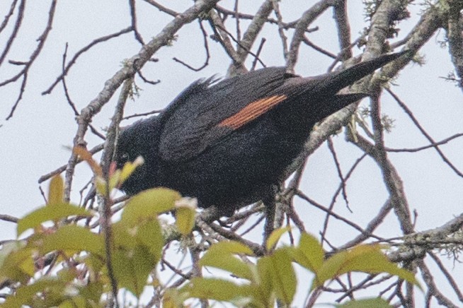 Red-winged Starling - ML289977521