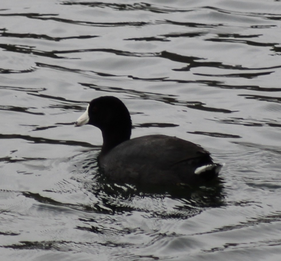 American Coot (Red-shielded) - ML28997771