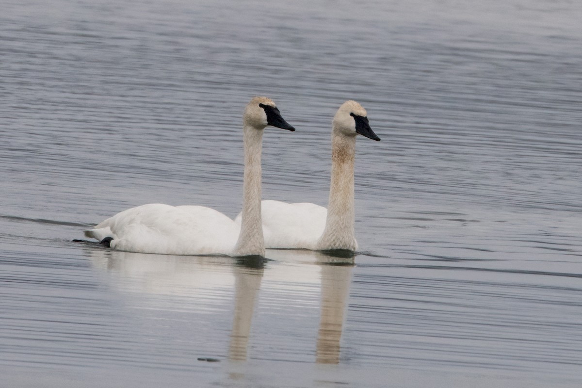 Trumpeter Swan - Sue Barth