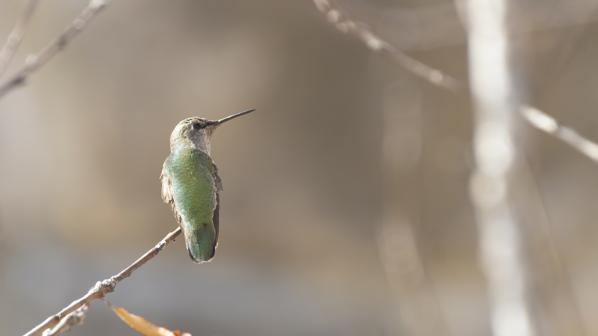 Anna's Hummingbird - ML289981171