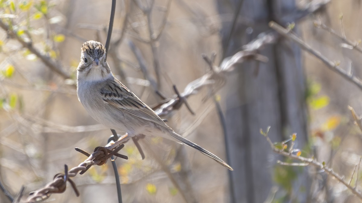 Brewer's Sparrow - ML289981321