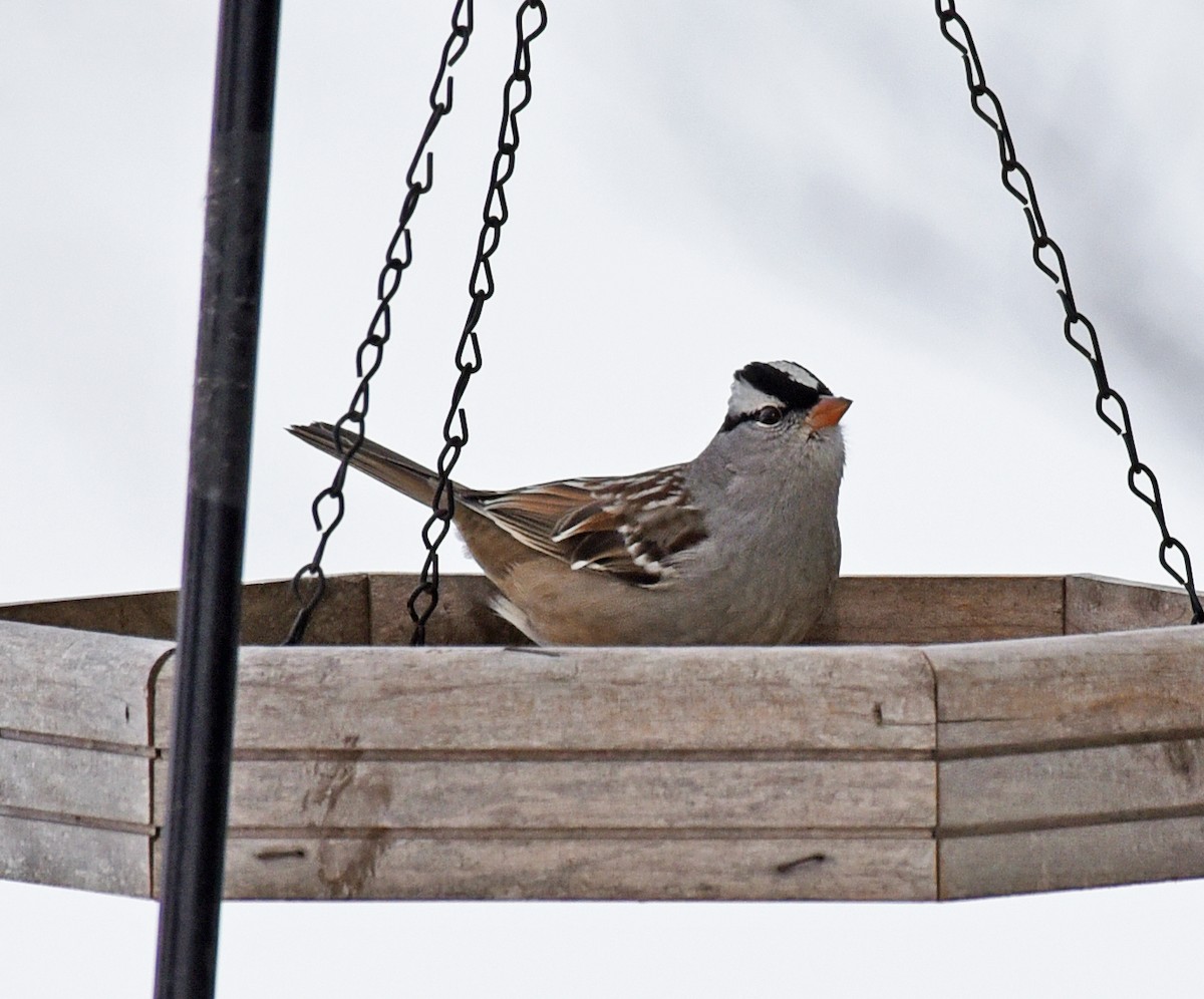 White-crowned Sparrow - Tina Alianiello  🦜