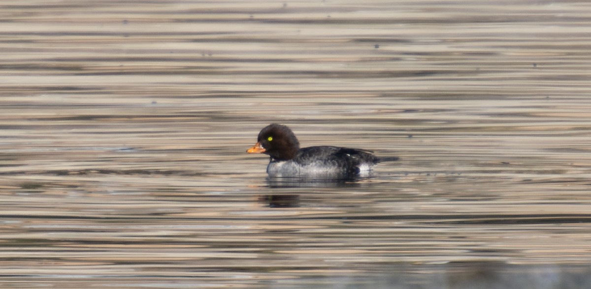 Barrow's Goldeneye - ML289983921