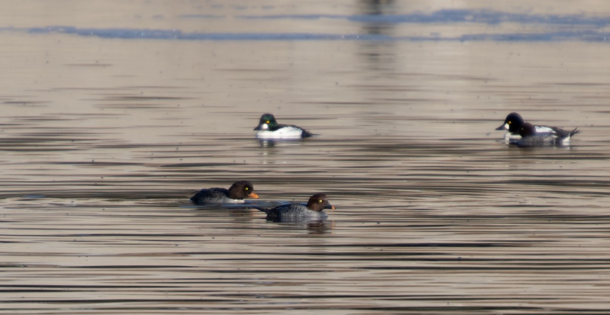 Barrow's Goldeneye - ML289984651