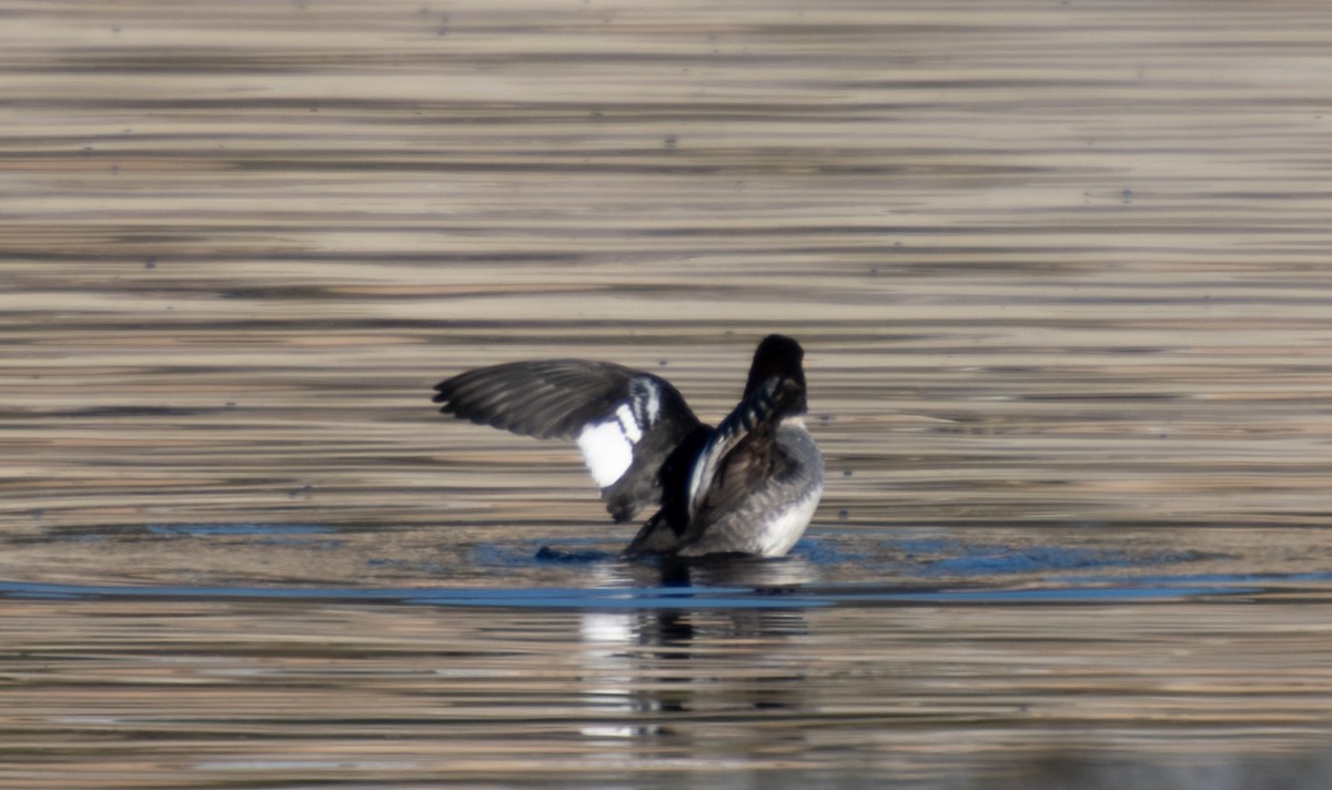 Barrow's Goldeneye - ML289985301