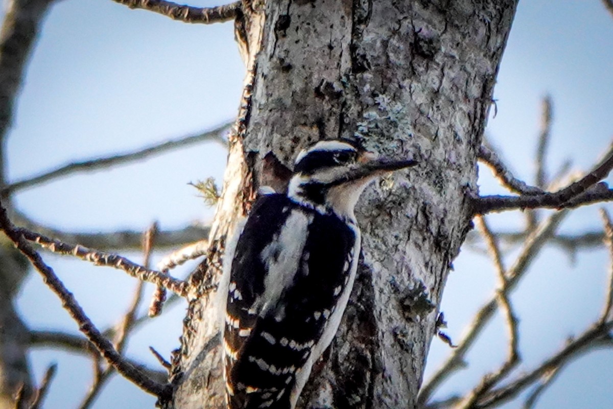 Hairy Woodpecker - Gretchen Locy