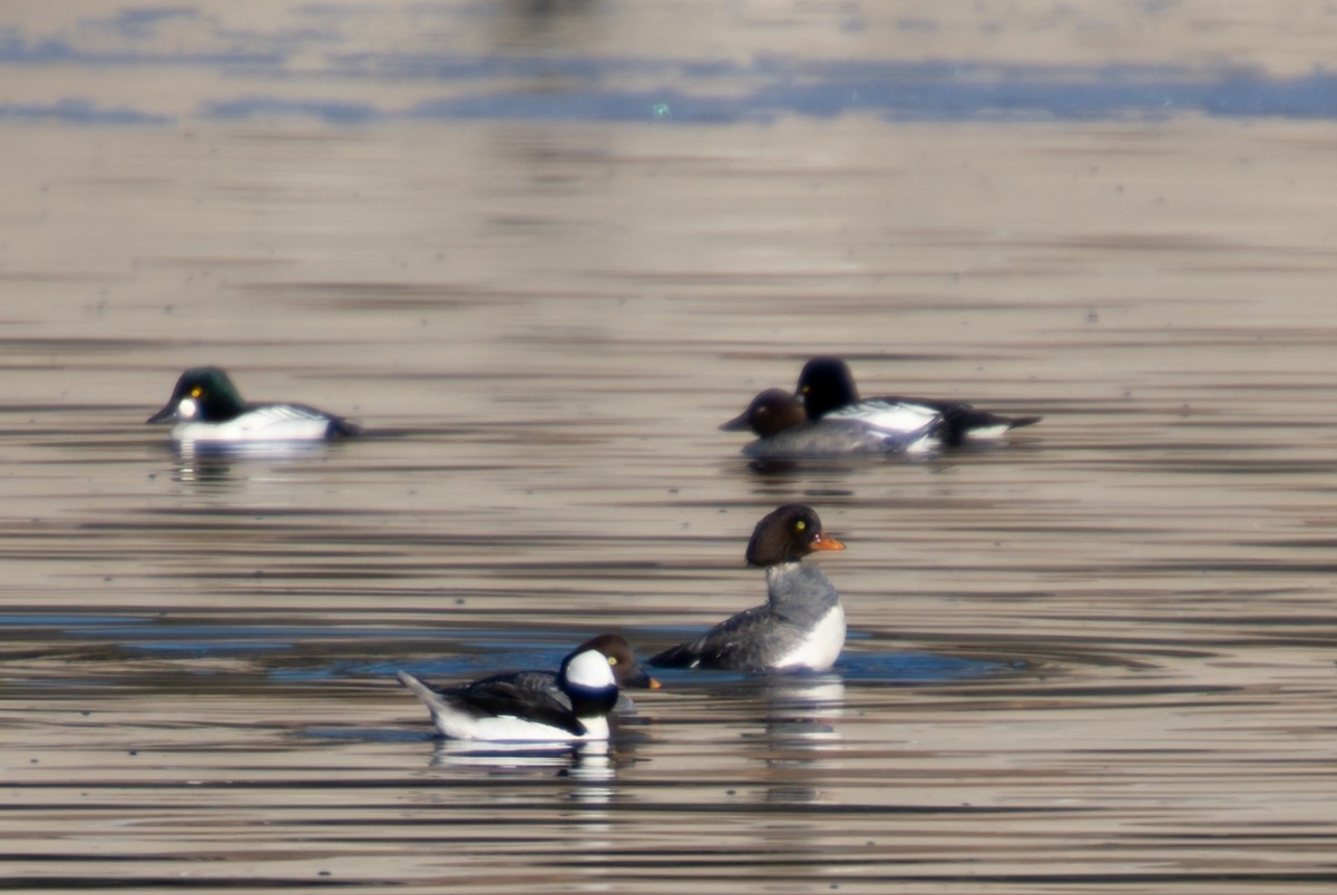Barrow's Goldeneye - ML289986551