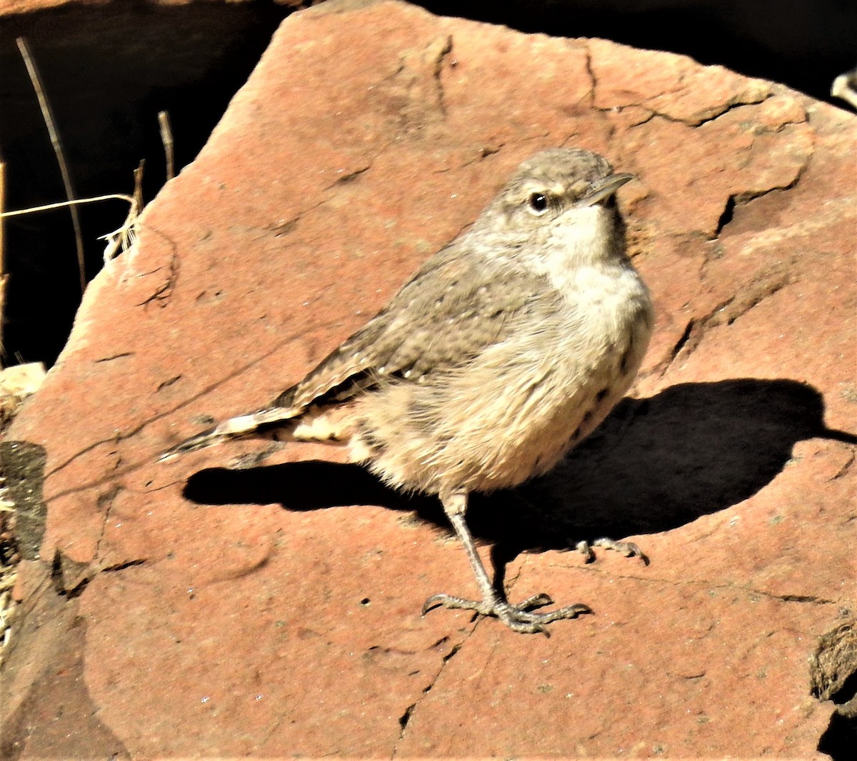 Rock Wren - Elke Davis