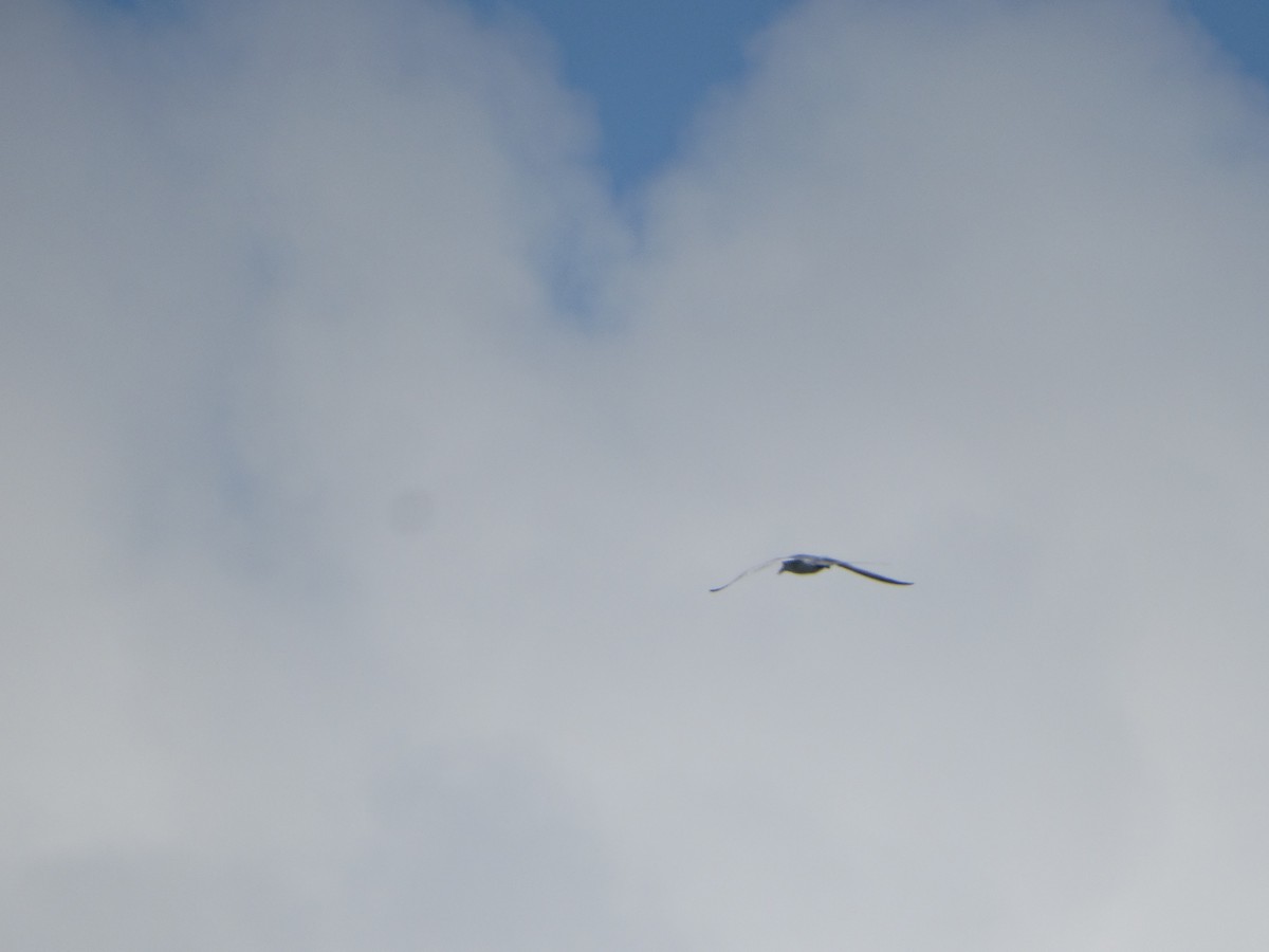 Red-billed Tropicbird - ML289987911