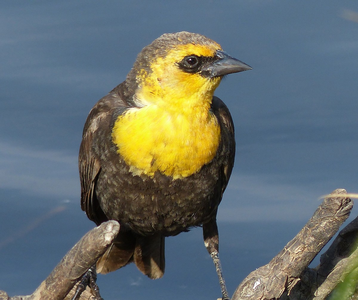 Yellow-headed Blackbird - Hilary Maguire