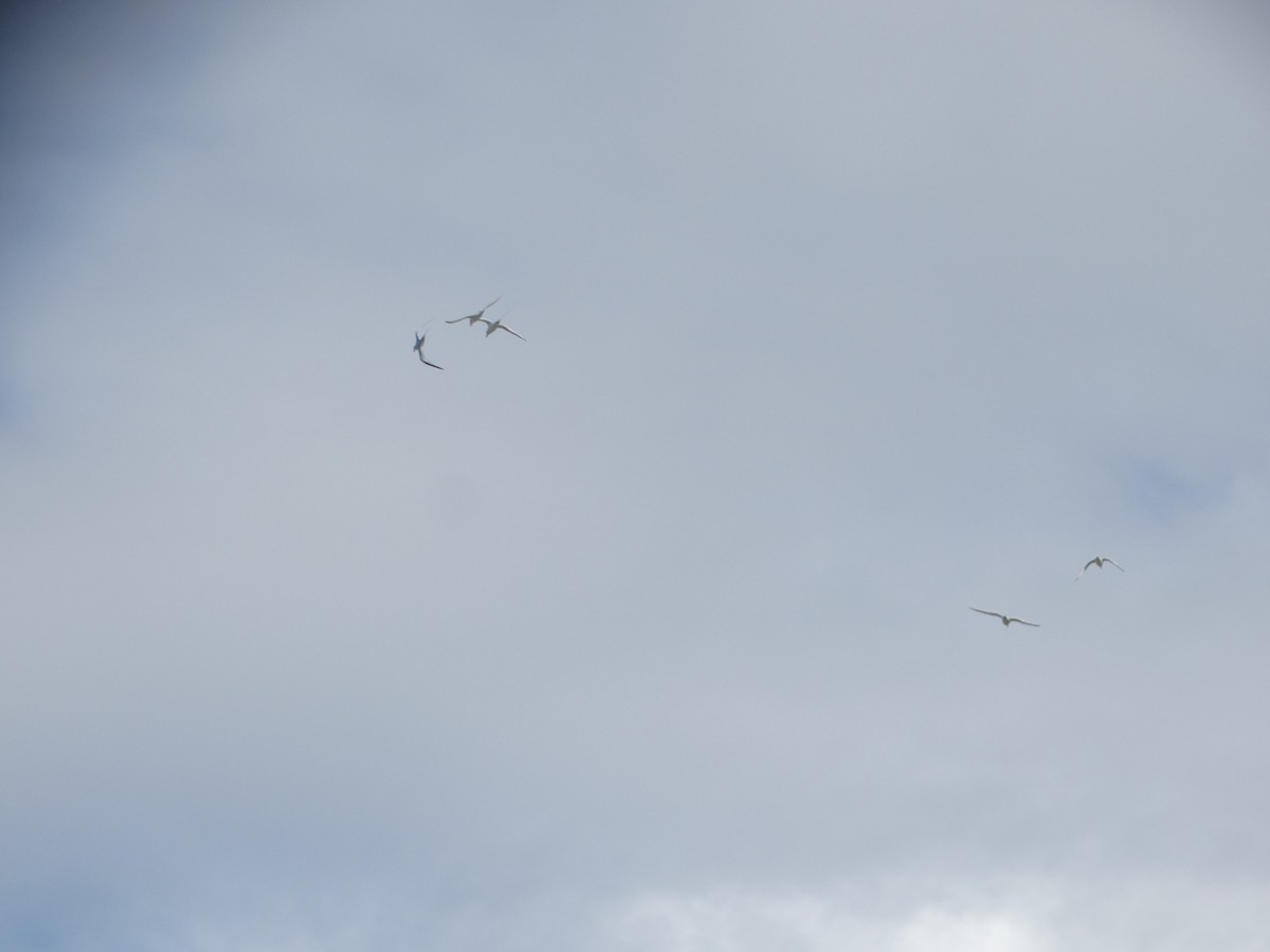 Red-billed Tropicbird - ML289988431