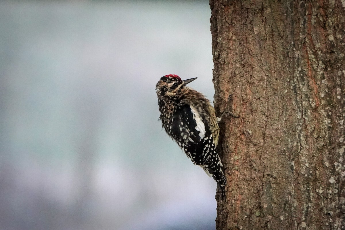 Yellow-bellied Sapsucker - ML289990301