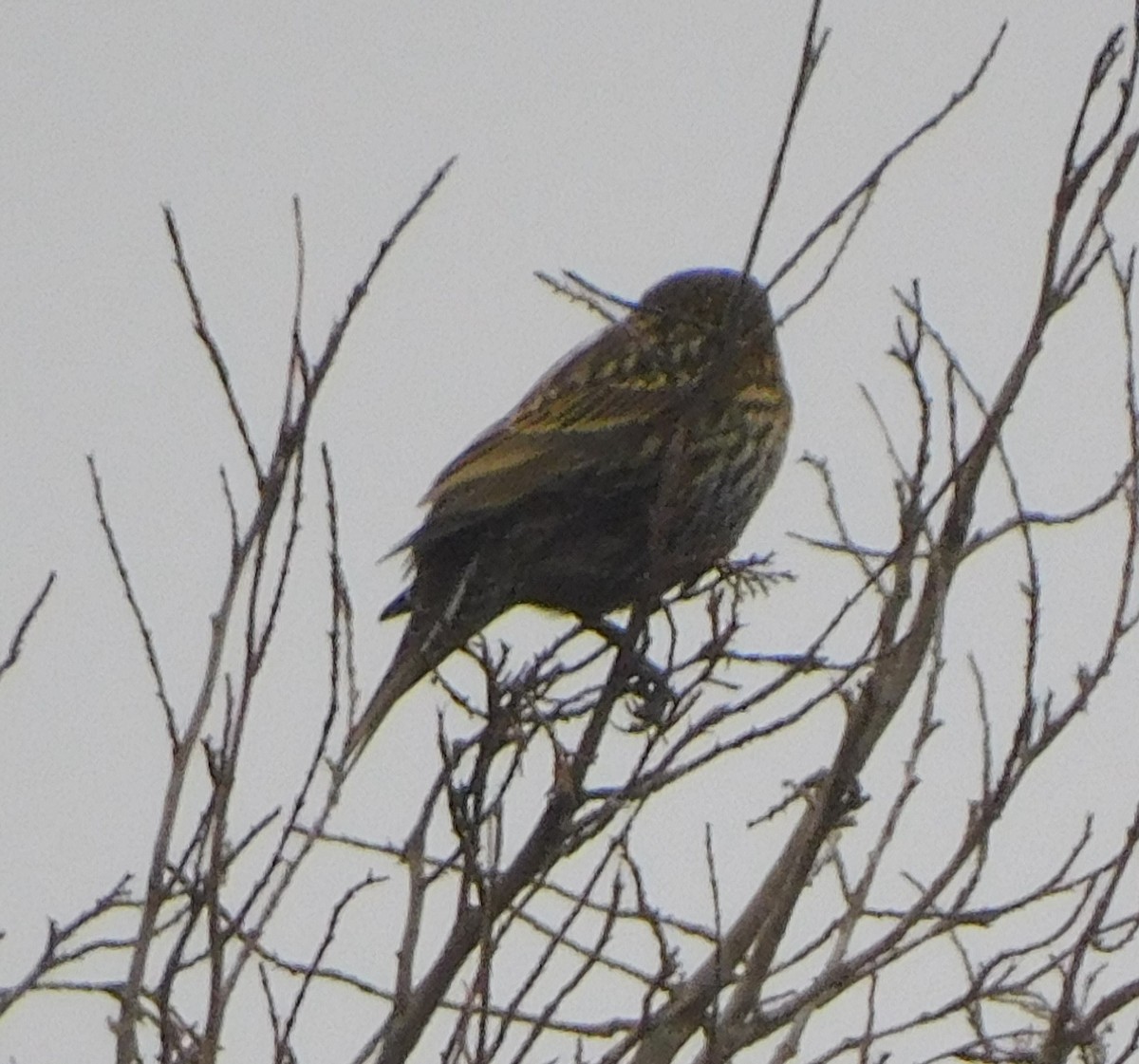 Red-winged Blackbird - ML289991151