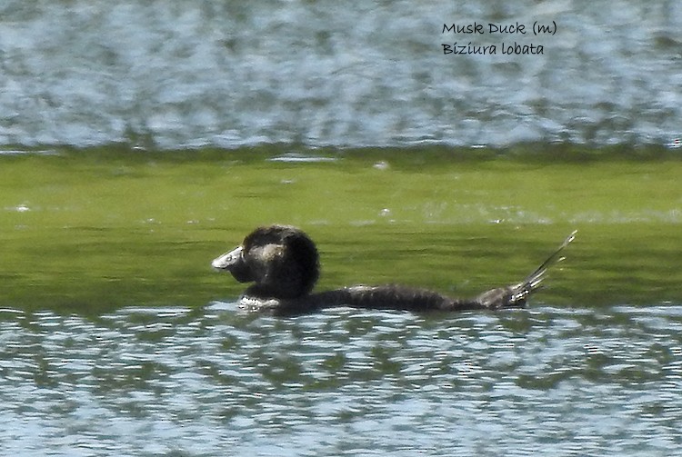 Musk Duck - ML289995791