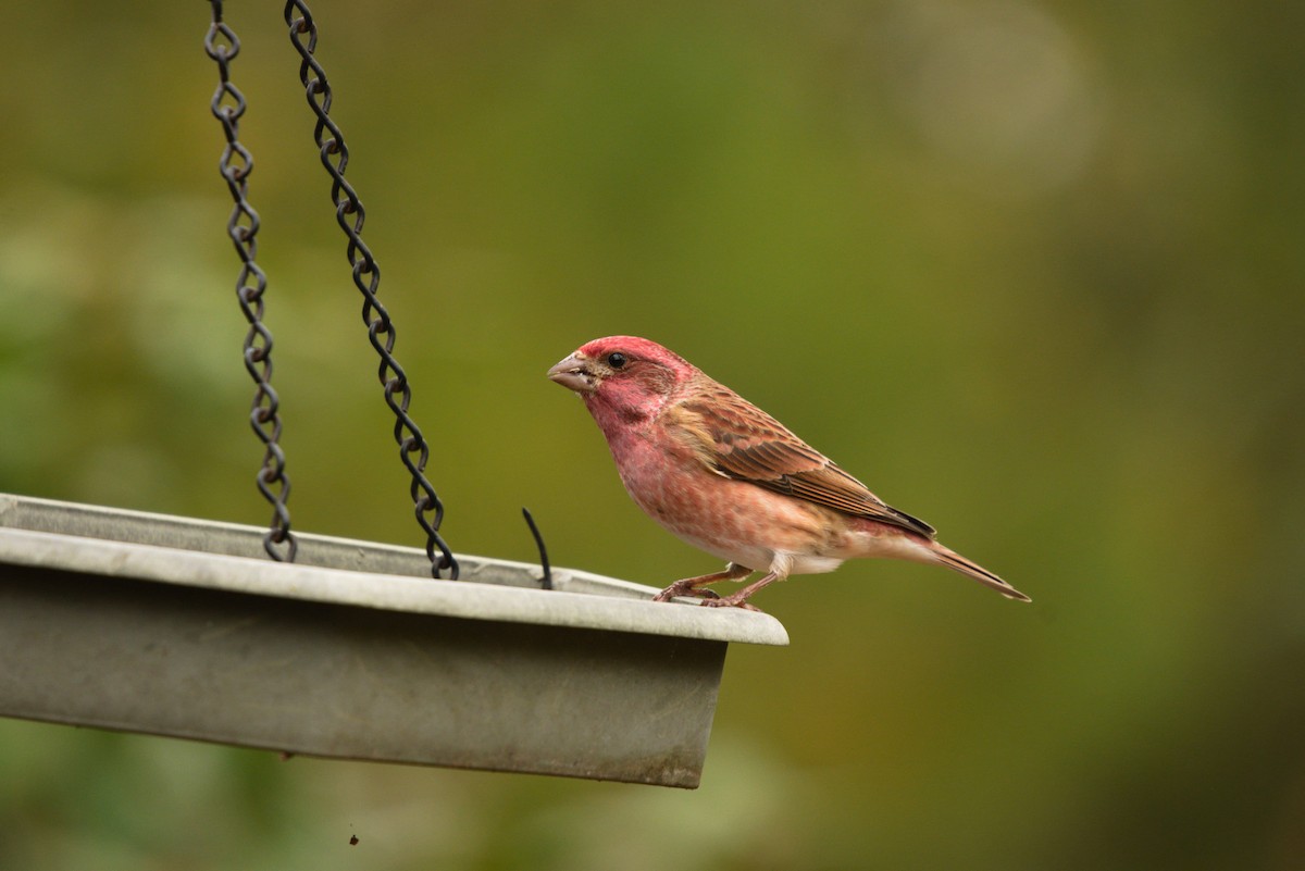 Purple Finch - Kevin Archer