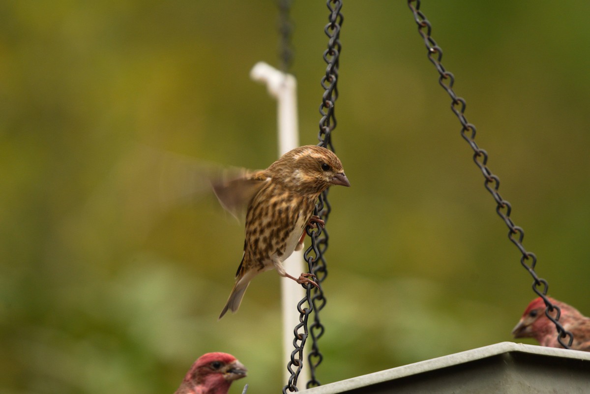 Purple Finch - ML289996581