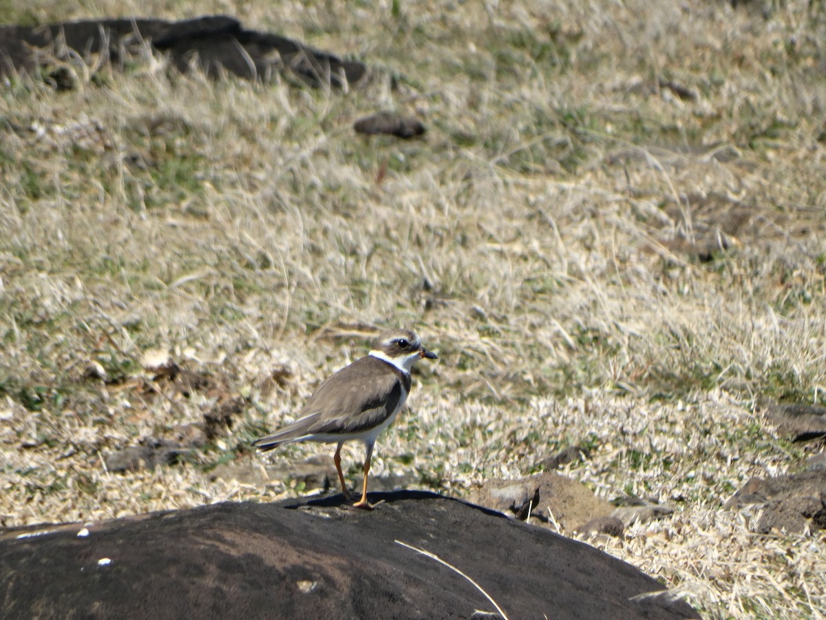 Semipalmated Plover - ML289997901