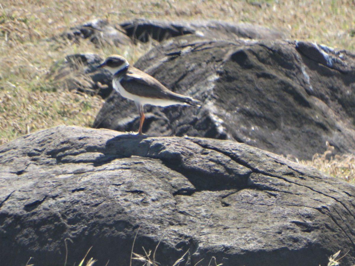 Semipalmated Plover - ML289998041