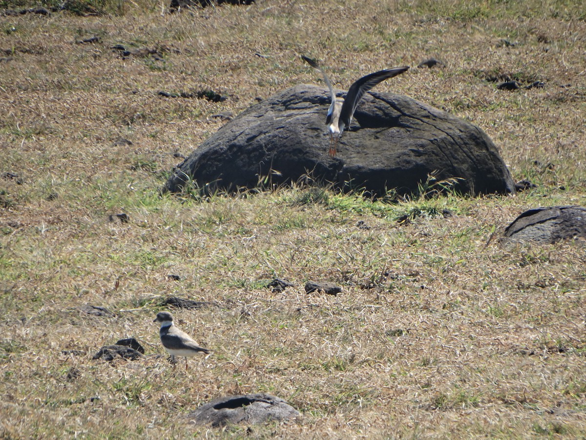 Semipalmated Plover - ML289998081