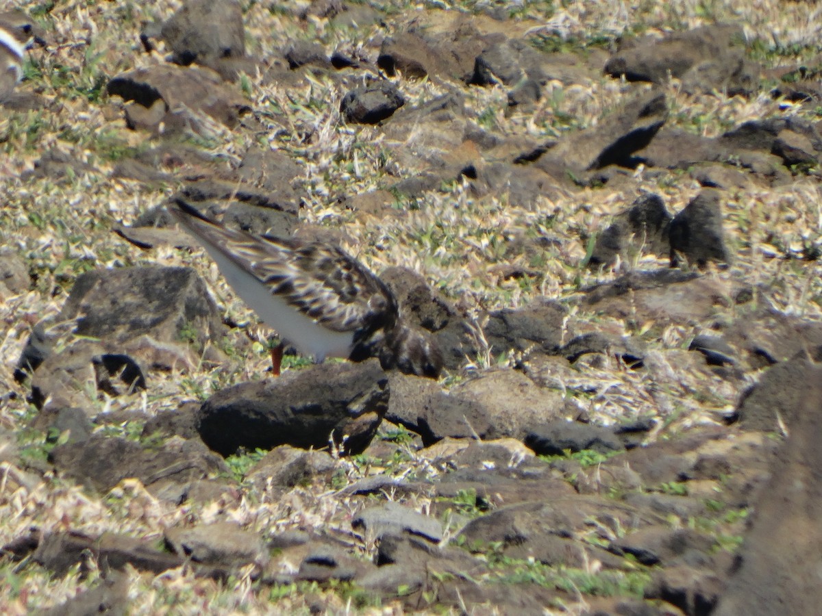 Ruddy Turnstone - ML289998191