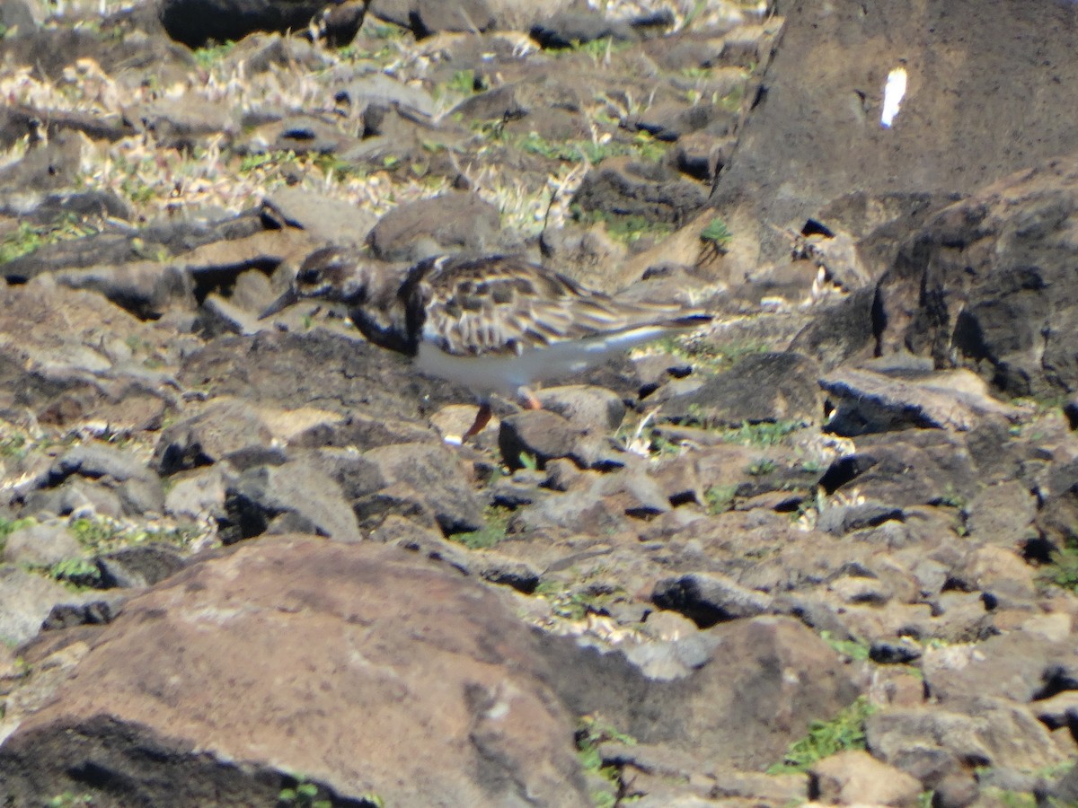 Ruddy Turnstone - ML289998271