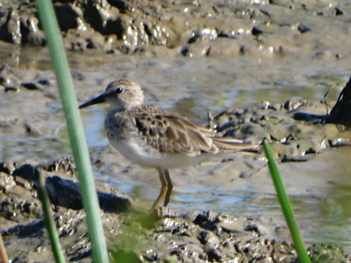 Least Sandpiper - ML289998411