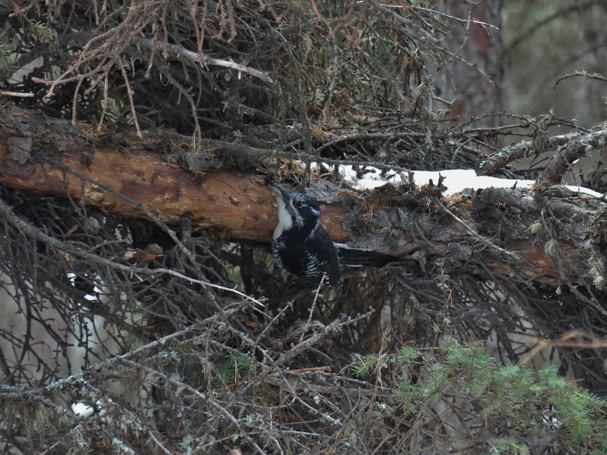 American Three-toed Woodpecker - ML289998781