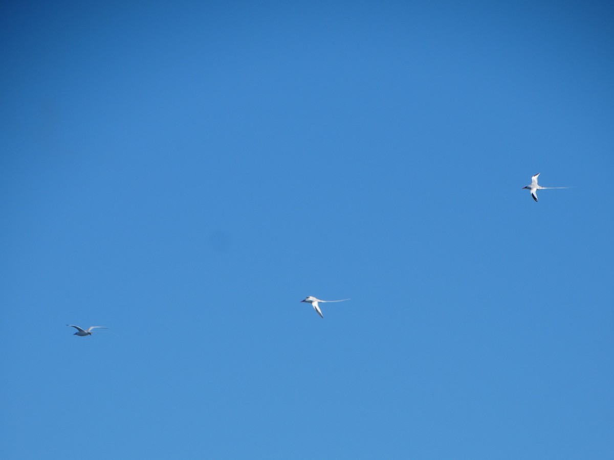 Red-billed Tropicbird - ML289999151