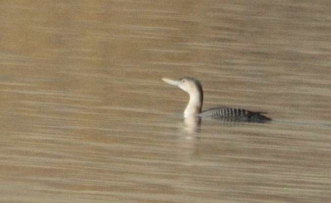 Yellow-billed Loon - ML289999811