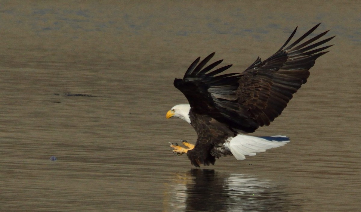 Bald Eagle - ML290000011