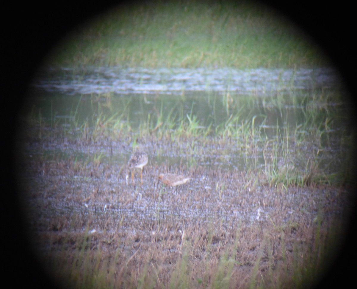 Red Knot - john bishop