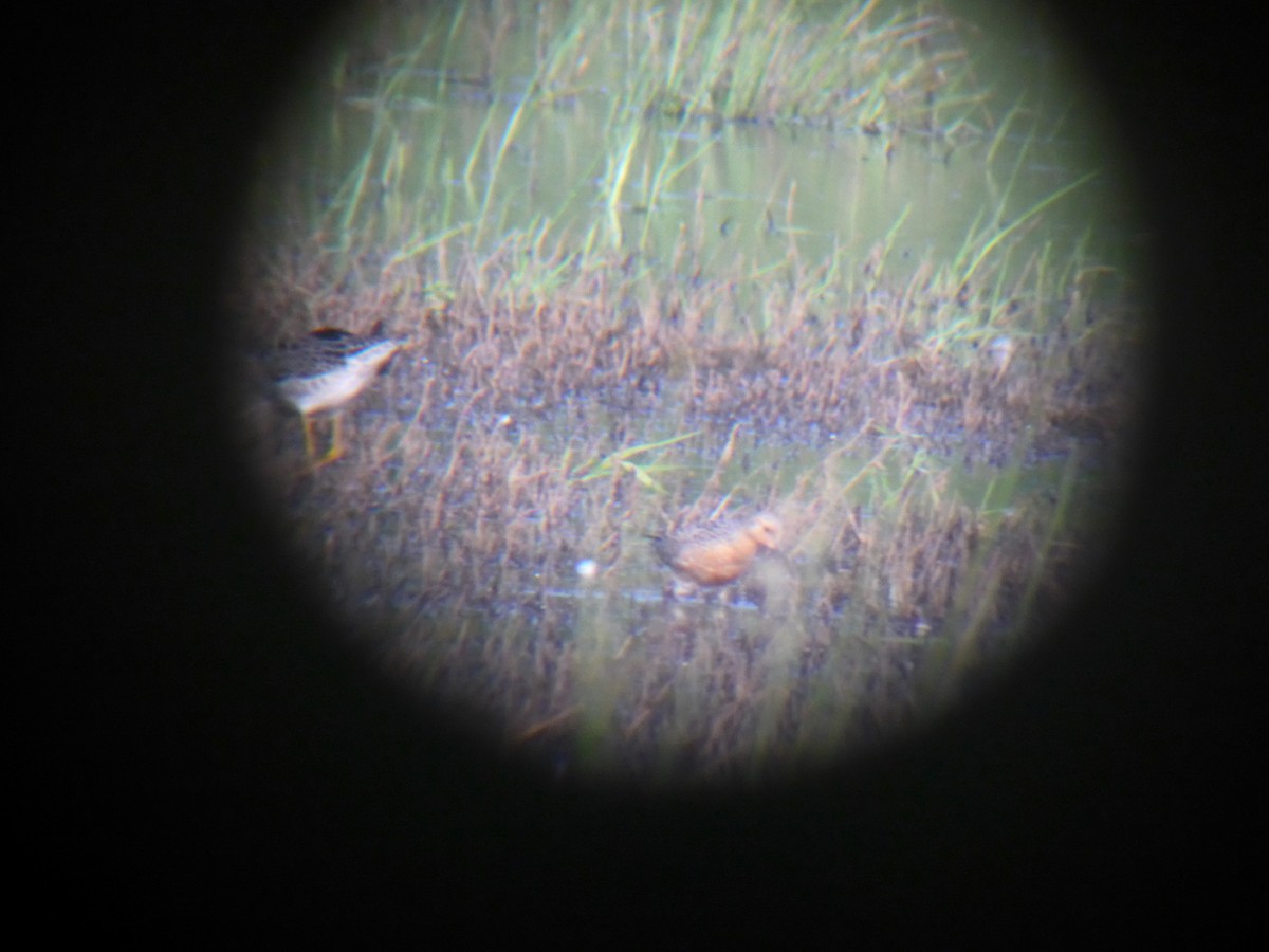 Red Knot - john bishop