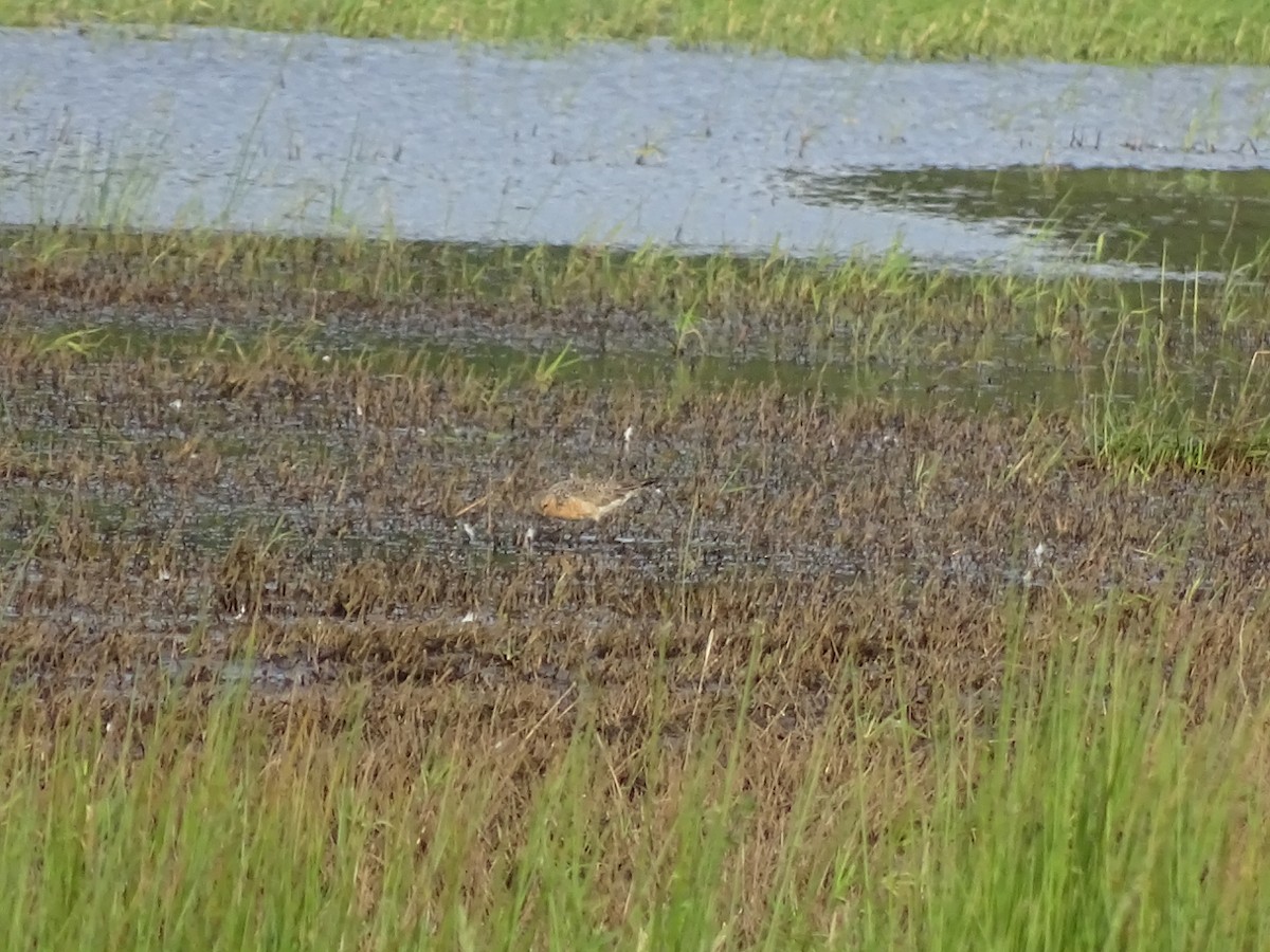 Red Knot - john bishop